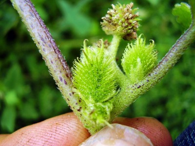 Xanthium albinum (4).JPG