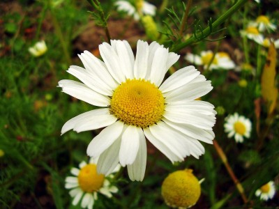 Tripleurosperum maritimum ssp. inodorum.JPG