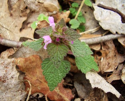 Lamium purpureum (1).jpg