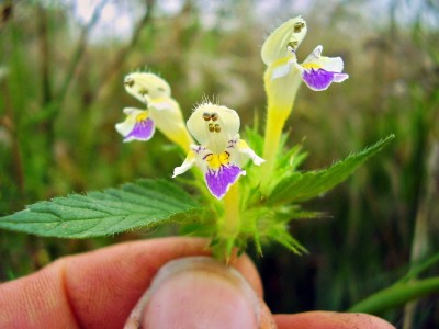 Galeopsis speciosa (3).jpg