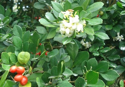 87. Pflanze, Flor de la India, Trea suerte, DSC06940.JPG