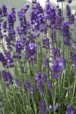 2507-Lavendel.jpg