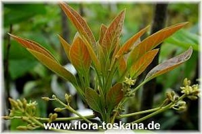 persea_indica_hass_4_-_171005.jpg