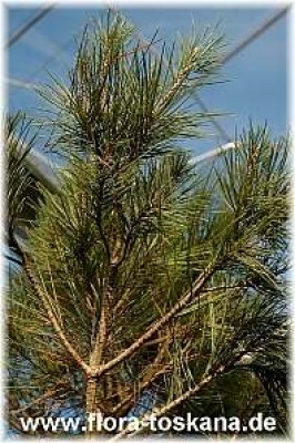 pinus_halepensis_1_-_051205.jpg