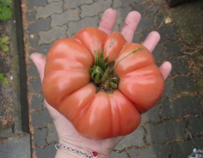 tomate.jpg