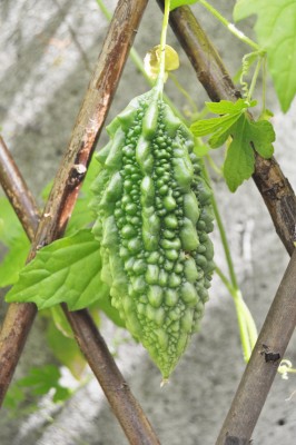 dioscorea 003 (1328x2000).jpg