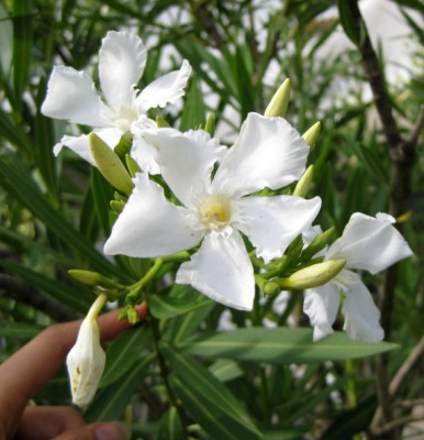 Oleander weiß_0934.jpg