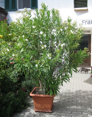 Oleander weiß_0932.jpg