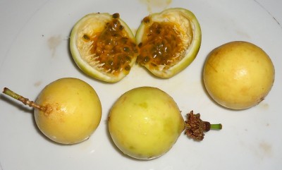 Passiflora ligularis (gelbe Frucht), DSC07573.JPG