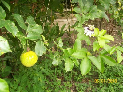 Passiflora edulis flavicarpa, Maracuya 1.jpg