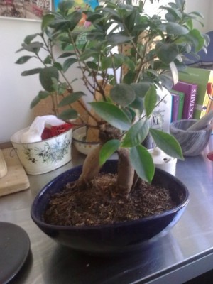 Ficus Ginseng II.jpg