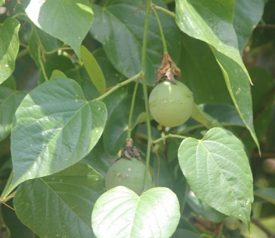 Passiflora ligularis (gelbe Frucht), IMG_5267.JPG
