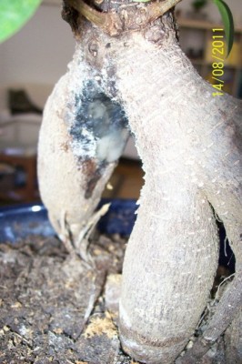 Ficus Ginseng III.JPG