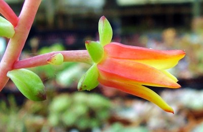 Echeveria macdougallii 1996-22 (6).jpg