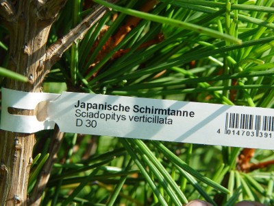 2519-Pflanzenschild-Schirmtanne.jpg