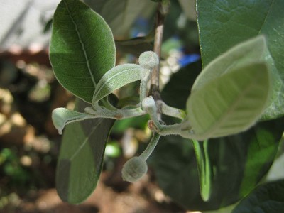 feijoa_bluetenknospen.jpg