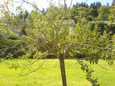 Apfelbaum05.jpg