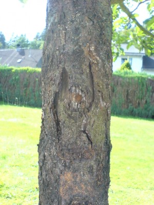 Apfelbaum04.jpg