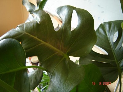 monstera 002.jpg