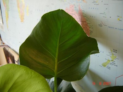 monstera 001.jpg