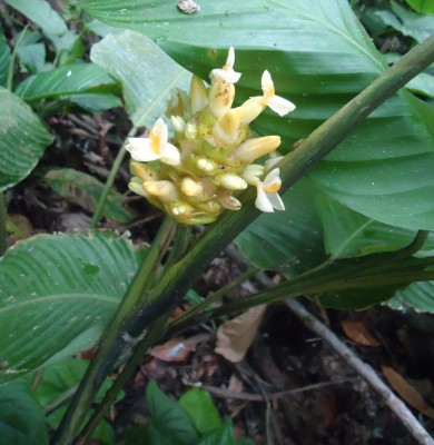 Costus sp. (Finca via 7 de agosto), DSC08163.JPG