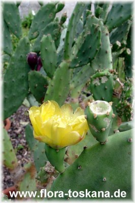 opuntia_robusta_-_digi.jpg