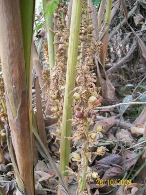 Renealmia alpinia 11C m.p..jpg