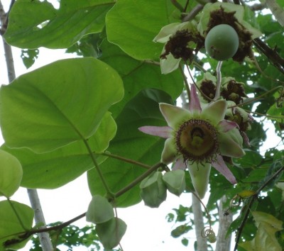 Unbekannte Passiflora 2, DSC09004.JPG