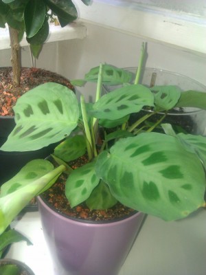 Calathea Steckling.jpg