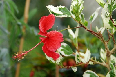 dsc_7298_Hibiskus_pan.jpg