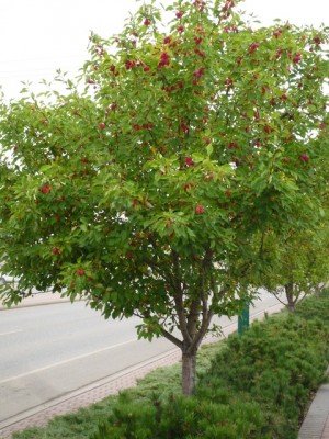Kanadischer Beerenbaum_Gesamtbild.geaendert.jpg