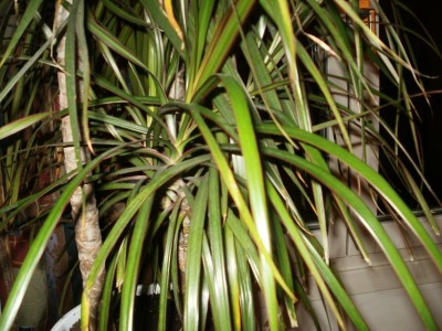 Dracaena 2.JPG