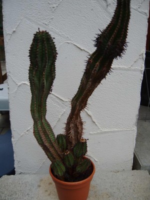 Kaktus_1403.jpg