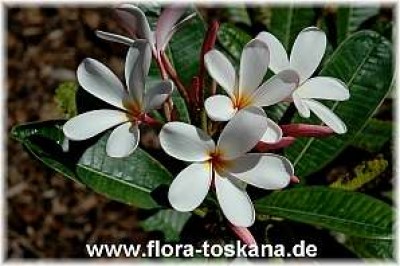 plumeria_obtusa_weiss_mit_wenig_gelb_1_-_191006.jpg