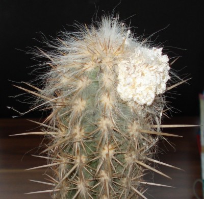 Kaktus 1.JPG