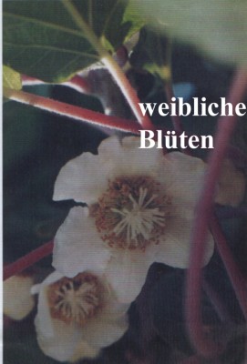 kiwi blüten weiblich.jpg