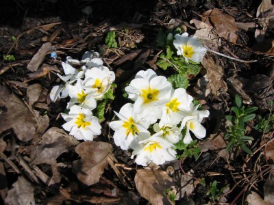 Primula vulgaris10.JPG