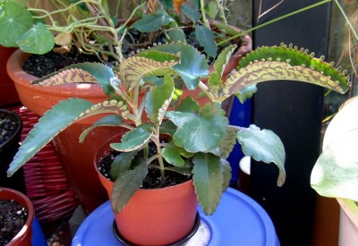 Brutblatt - Kalanchoe daigremontiana.JPG