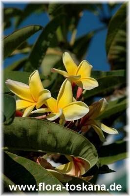 plumeria_rubra_texas_sunshine_1_-_31106.JPG