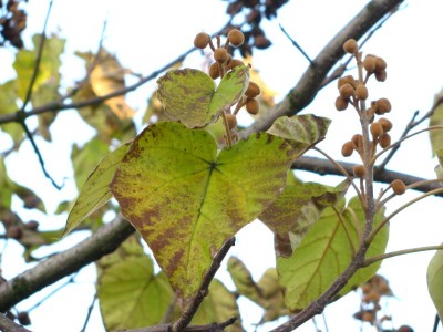 Unbekannter Baum Blätter 2.jpg