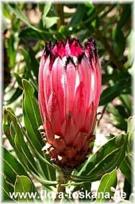 protea_neriifolia_red_robe_-_201005.jpg