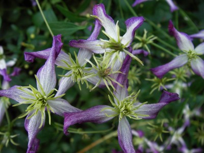 01.08.2007 clematis flammula.jpg