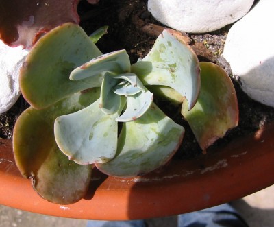 Echeveria gibbiflora metallica.JPG