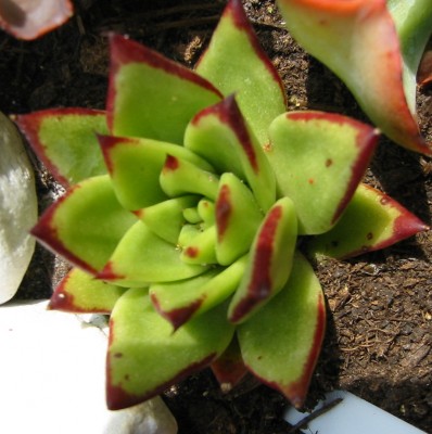 Echeveria agvoides.JPG