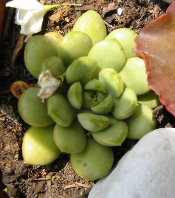 Echeveria laui.JPG