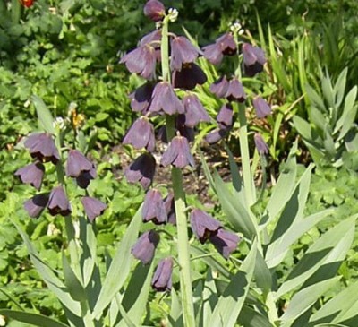 fritillaria persica1.jpg