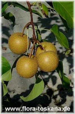 pyrus_pyrifolia_13__-010706.jpg