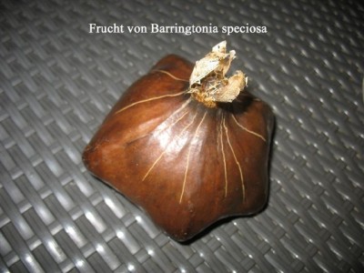 Barringtonia speciosa (2).jpg
