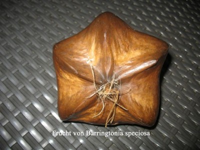 Barringtonia speciosa (1).jpg