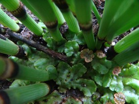 Brunnenlebermoos Marchantia polymorpha männlich.jpg